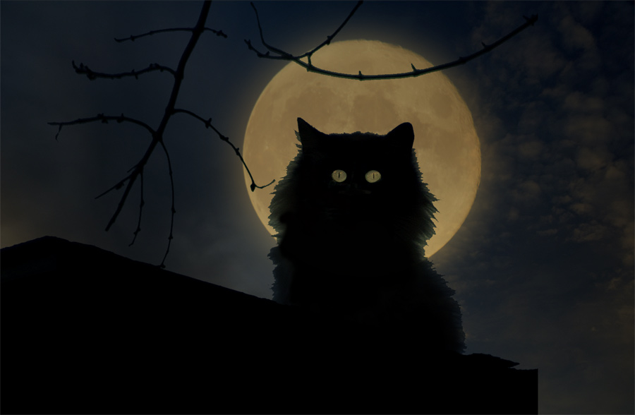 Луна - Кошка из джунглей - 81 фото